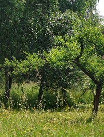 Baumkrone nach einem Pflegeschnitt