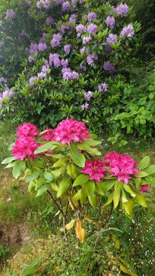 Frisch gesetzte Pflanzen im Garten